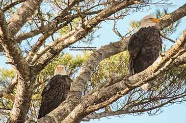 See Adler auf Cape Breton Island