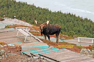 Skyline Trail Cape Breton Island